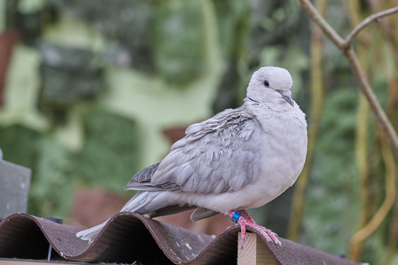 Pigeonneau
