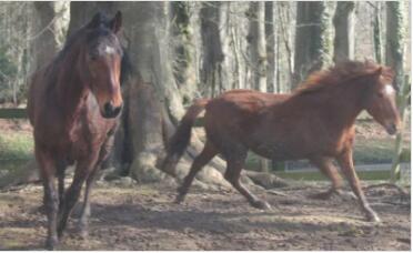 balade à cheval