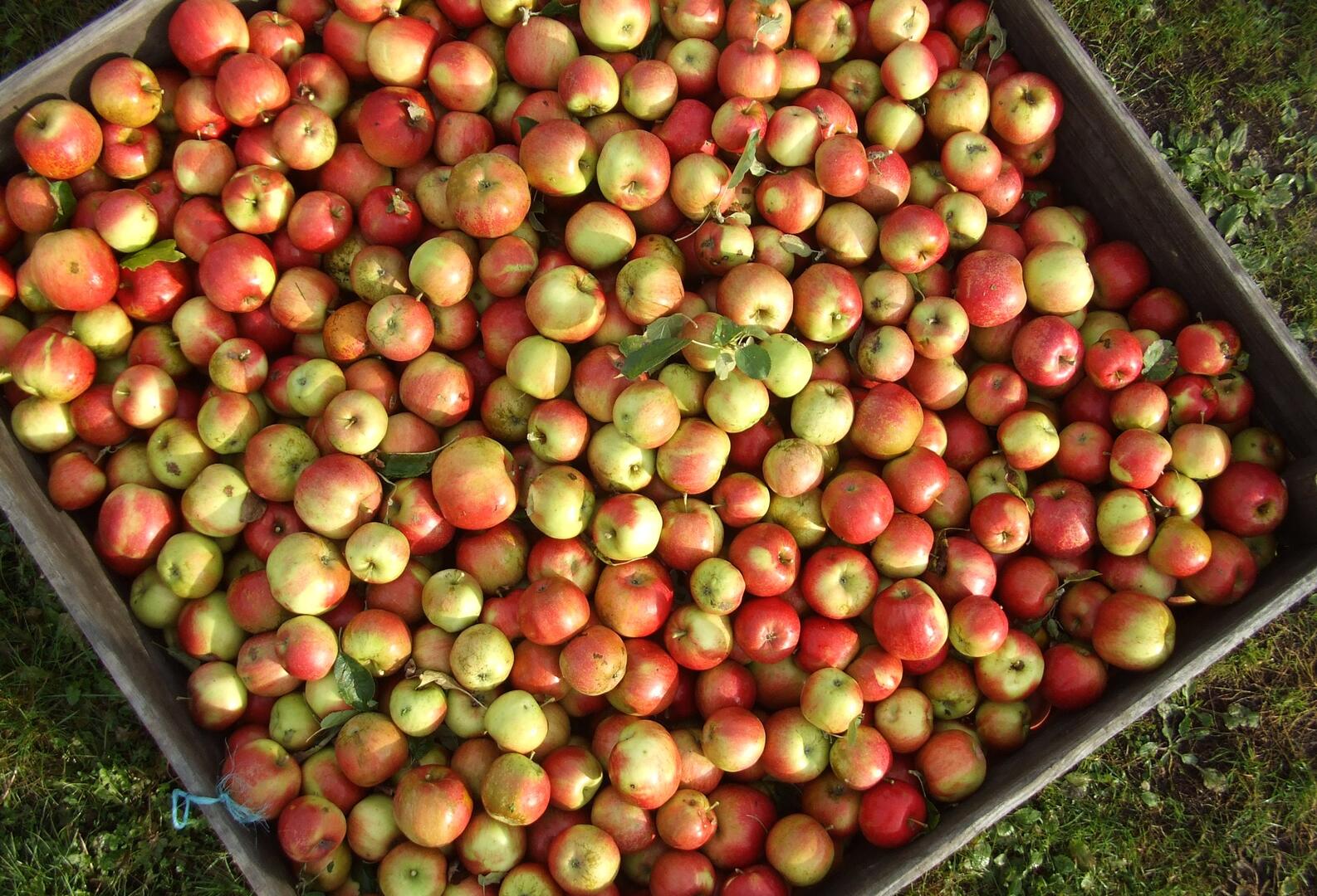 pommes