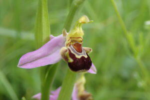 Ophrys-apifera-1-300x200