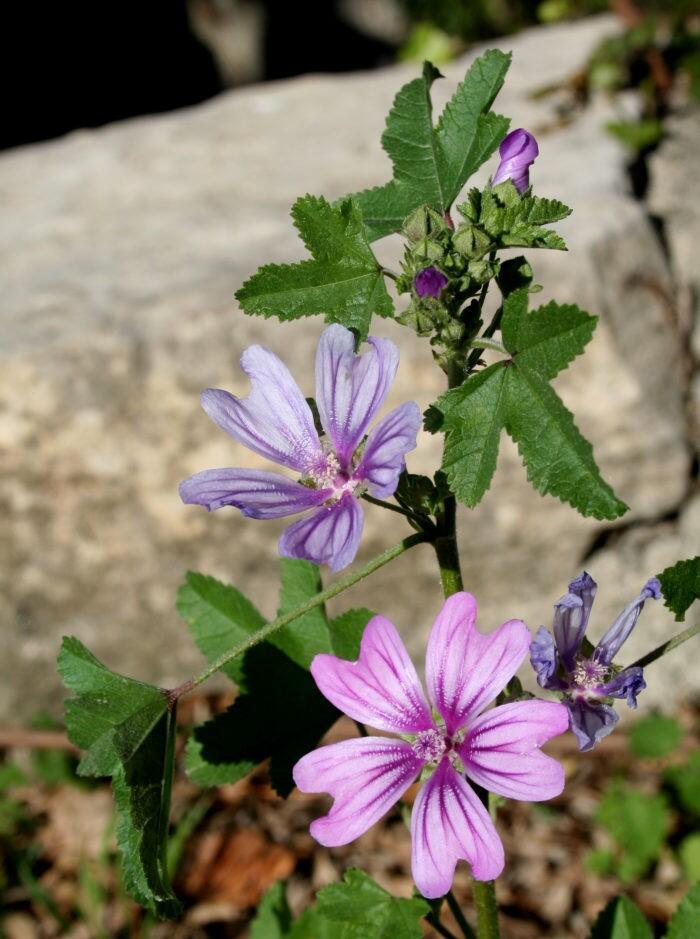 Acceptation de la flore spontannée