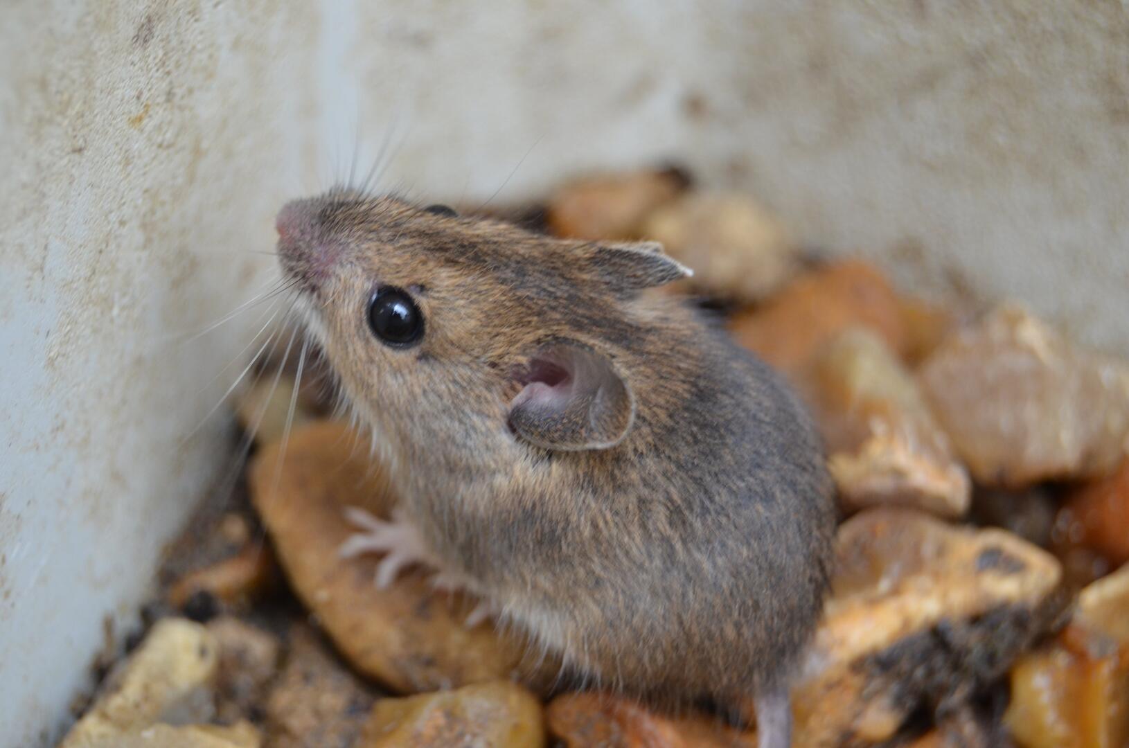 Apodemus sylvaticus (16)