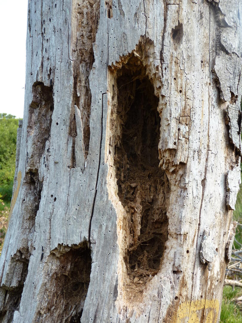 Arbre-mort