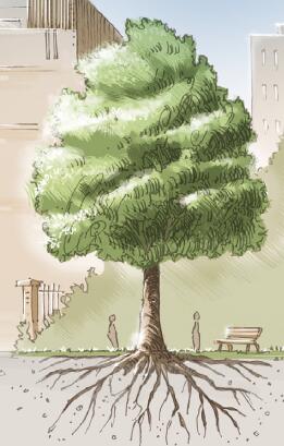 Arbre en ville_crédit Ville du Mans