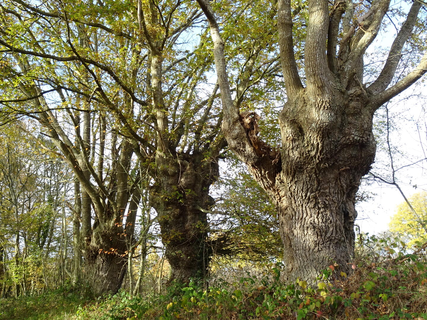 Balade trognes_D. Mansion (3)