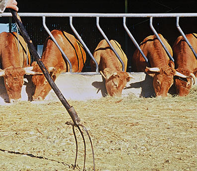 Bovins-beaumont-pied-de-boeuf-bd