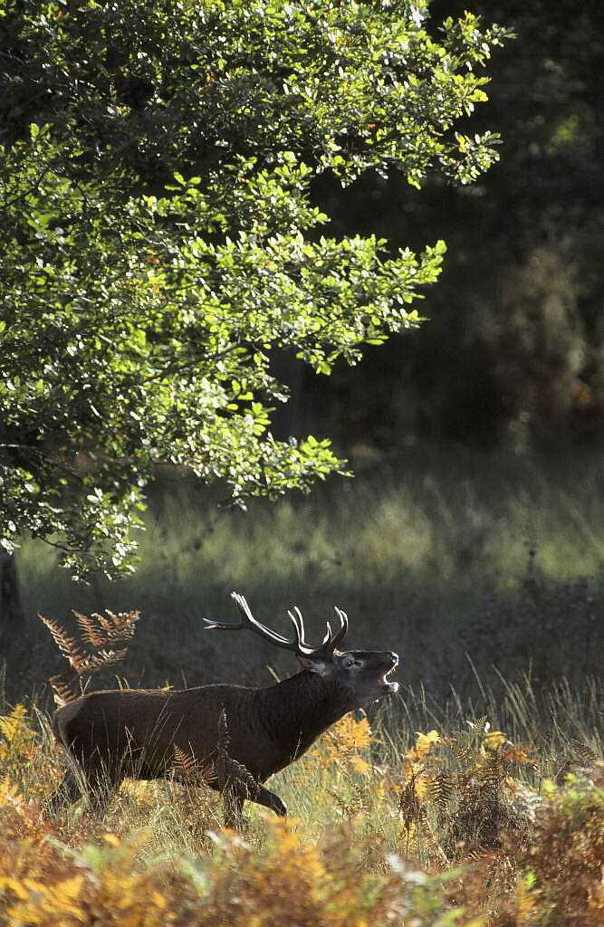 Cerf©R.Lépinay (9)