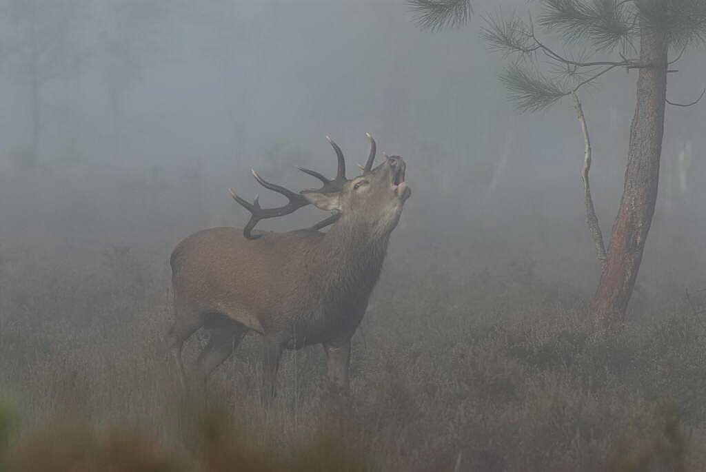 Cerf©R.Lépinay (1)