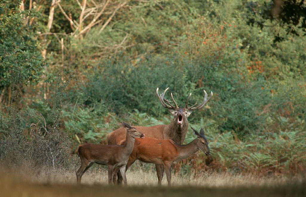 Cerf©R.Lépinay (3)