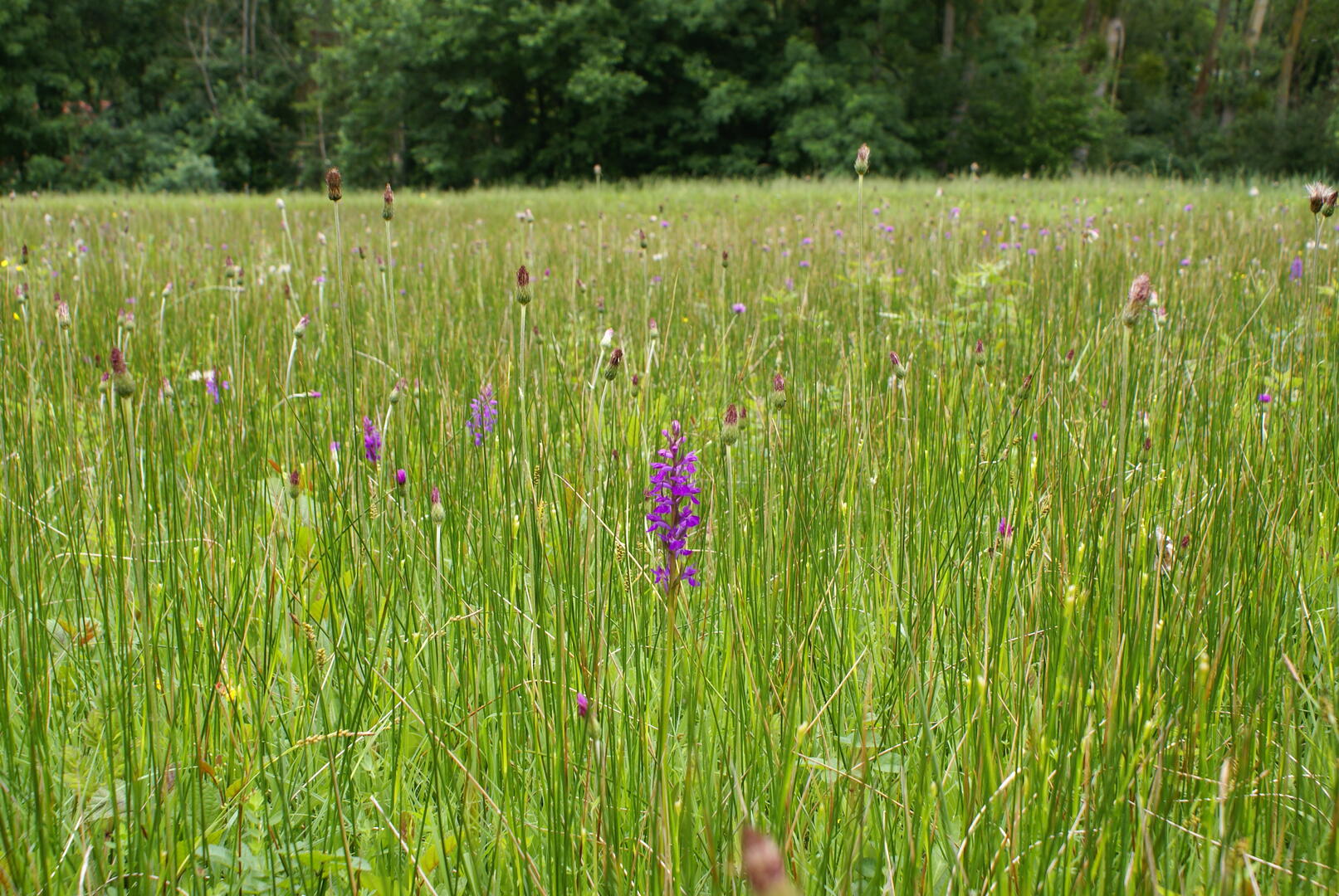 Cirsio-Schoenetum 2