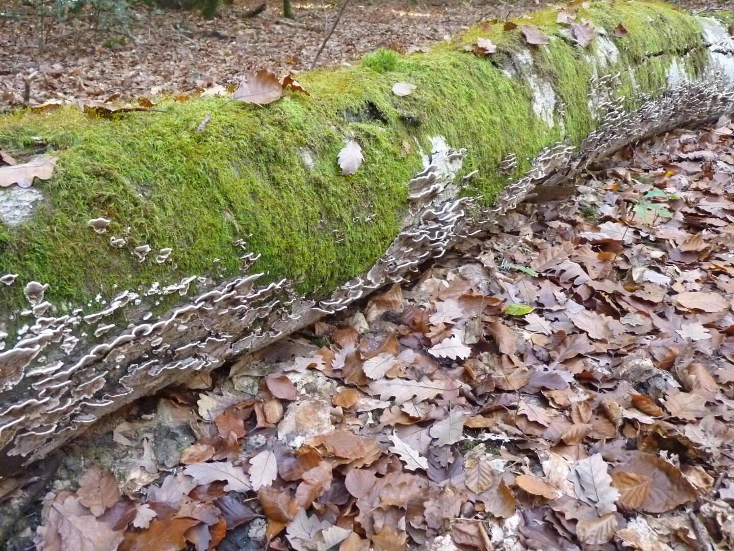 Croix Marconnay_132 (26)