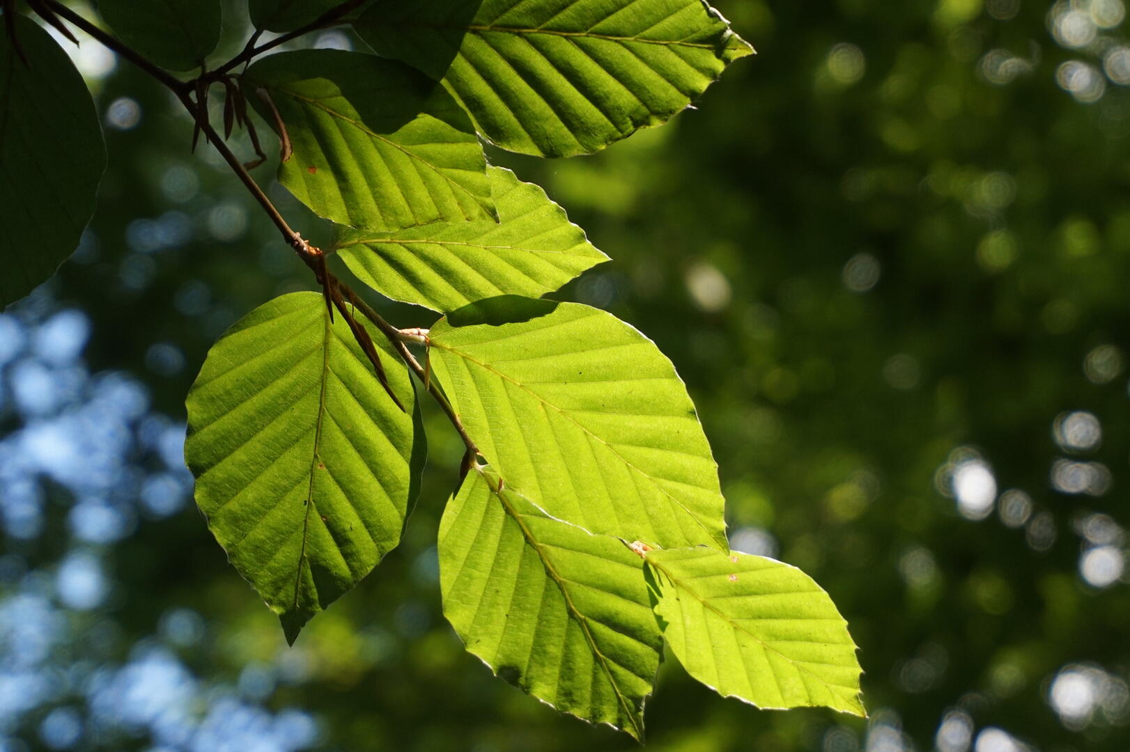 Forêt de Bercé