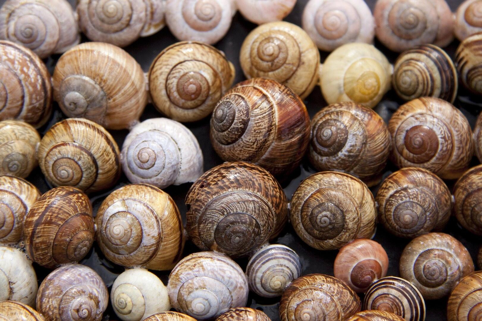 Escargots