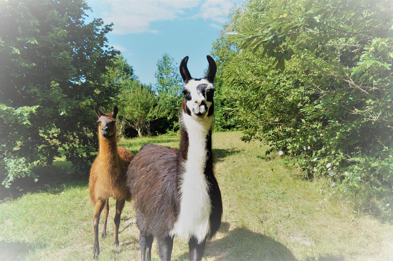 Loire-Valley-Llamas-Lavernat-
