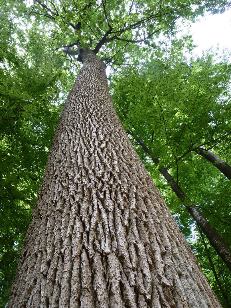 Forêt de Bercé