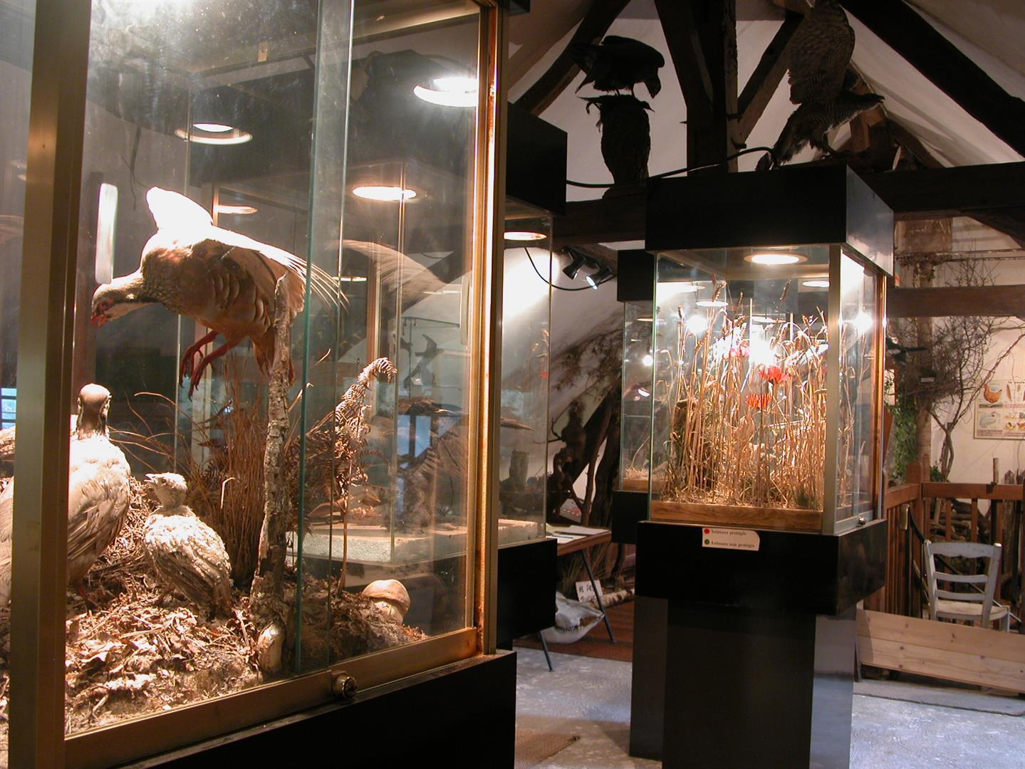Petit-Musee-Faune-Locale--1---Large-