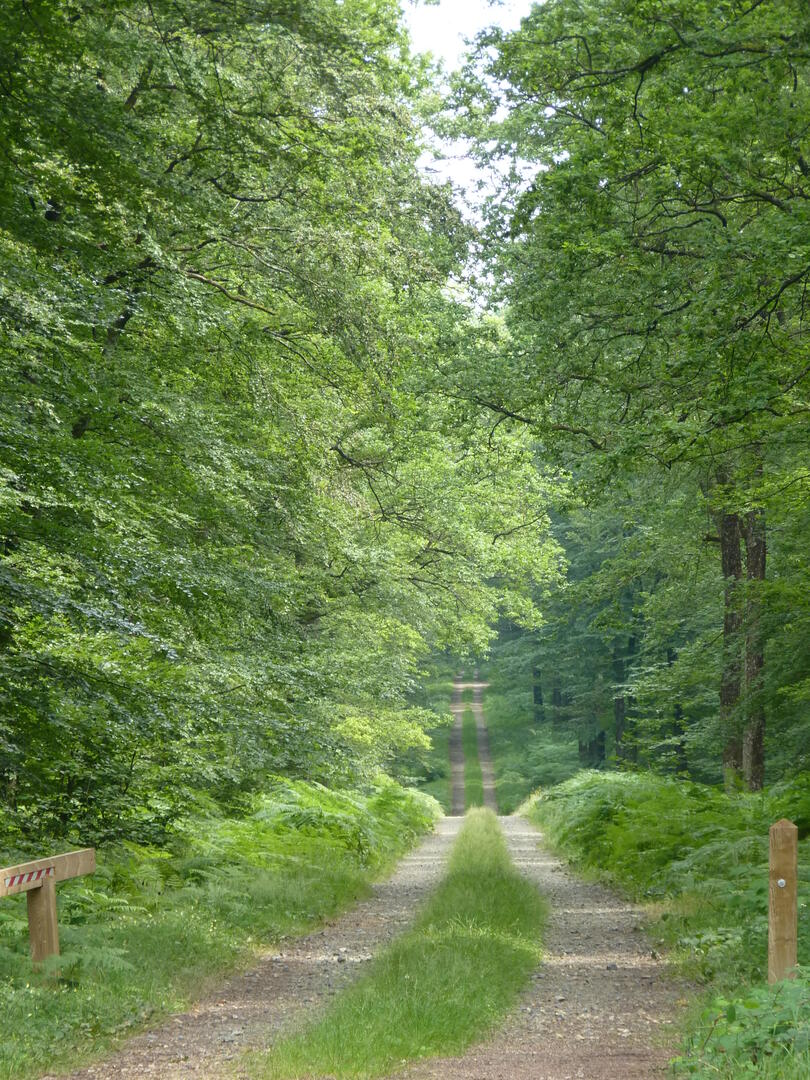 Photos foret (1)