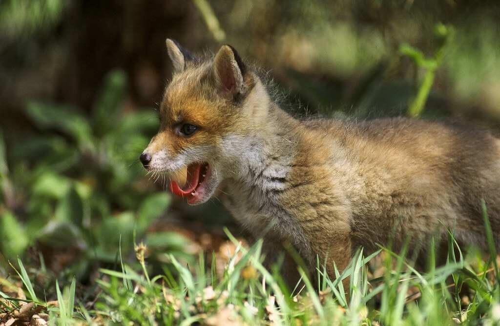 Renard©R.Lépinay (1)