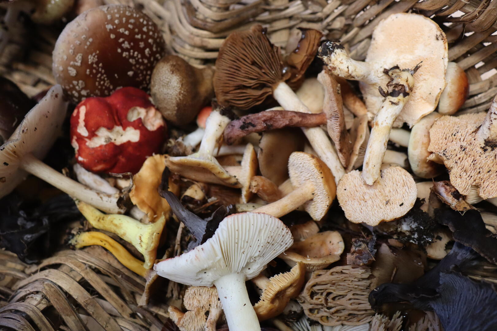 Sortie mycologique (6)