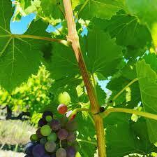 VIGNOBLE VILANDEAU