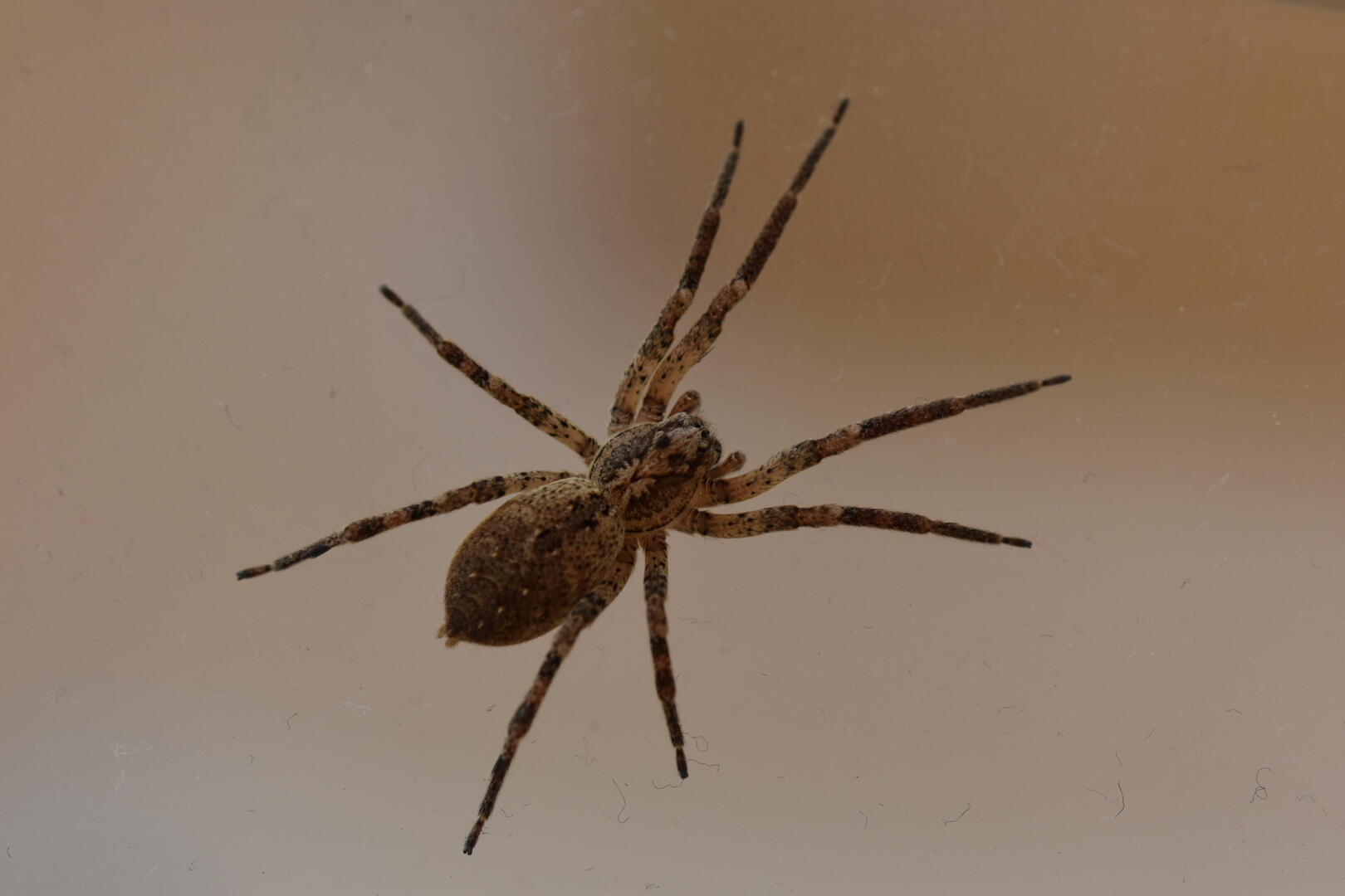 Zoropsis spinimana adrien t-b