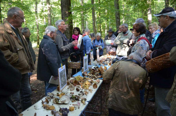 mycologie