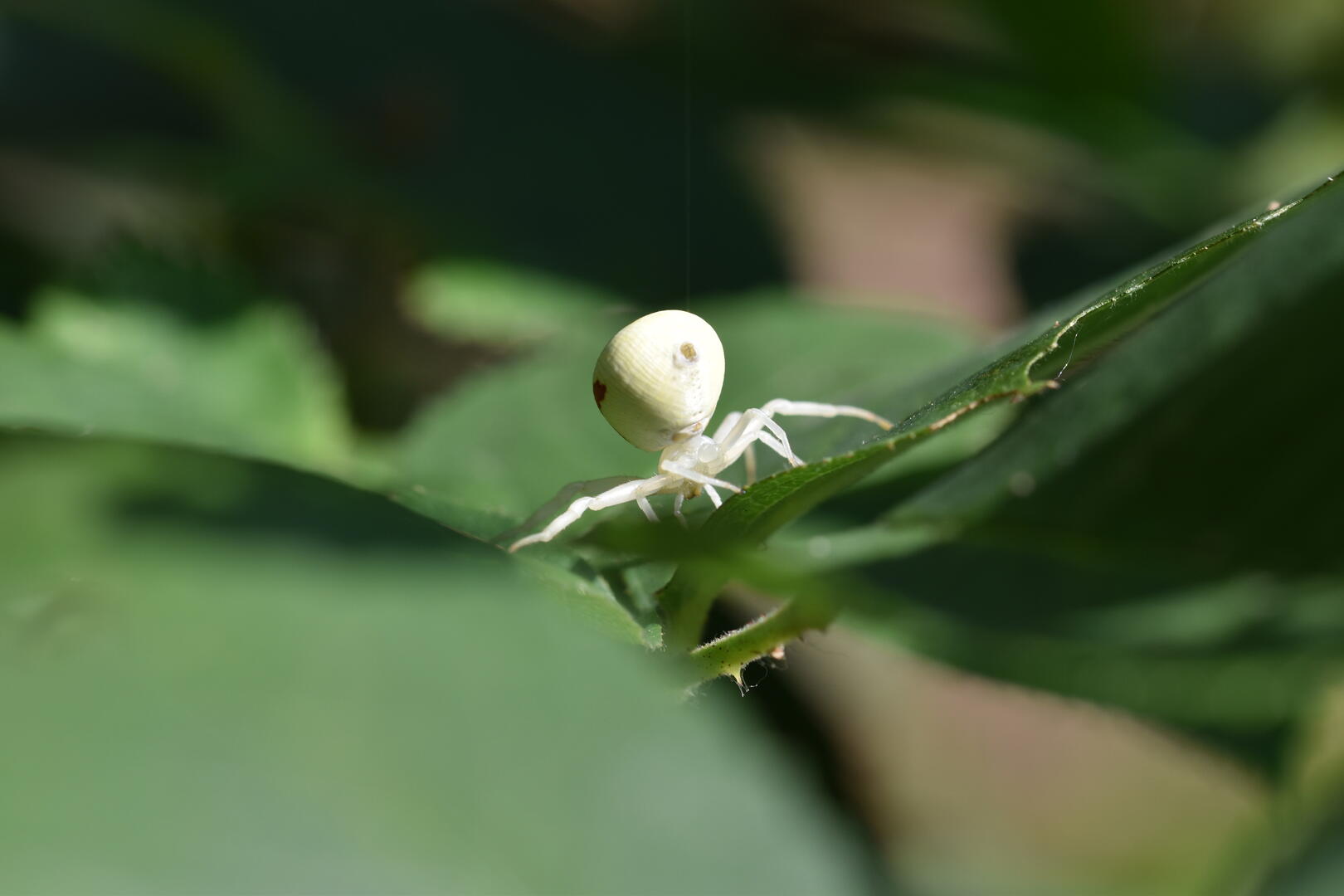 misumena vatia F 2 adrien T-b
