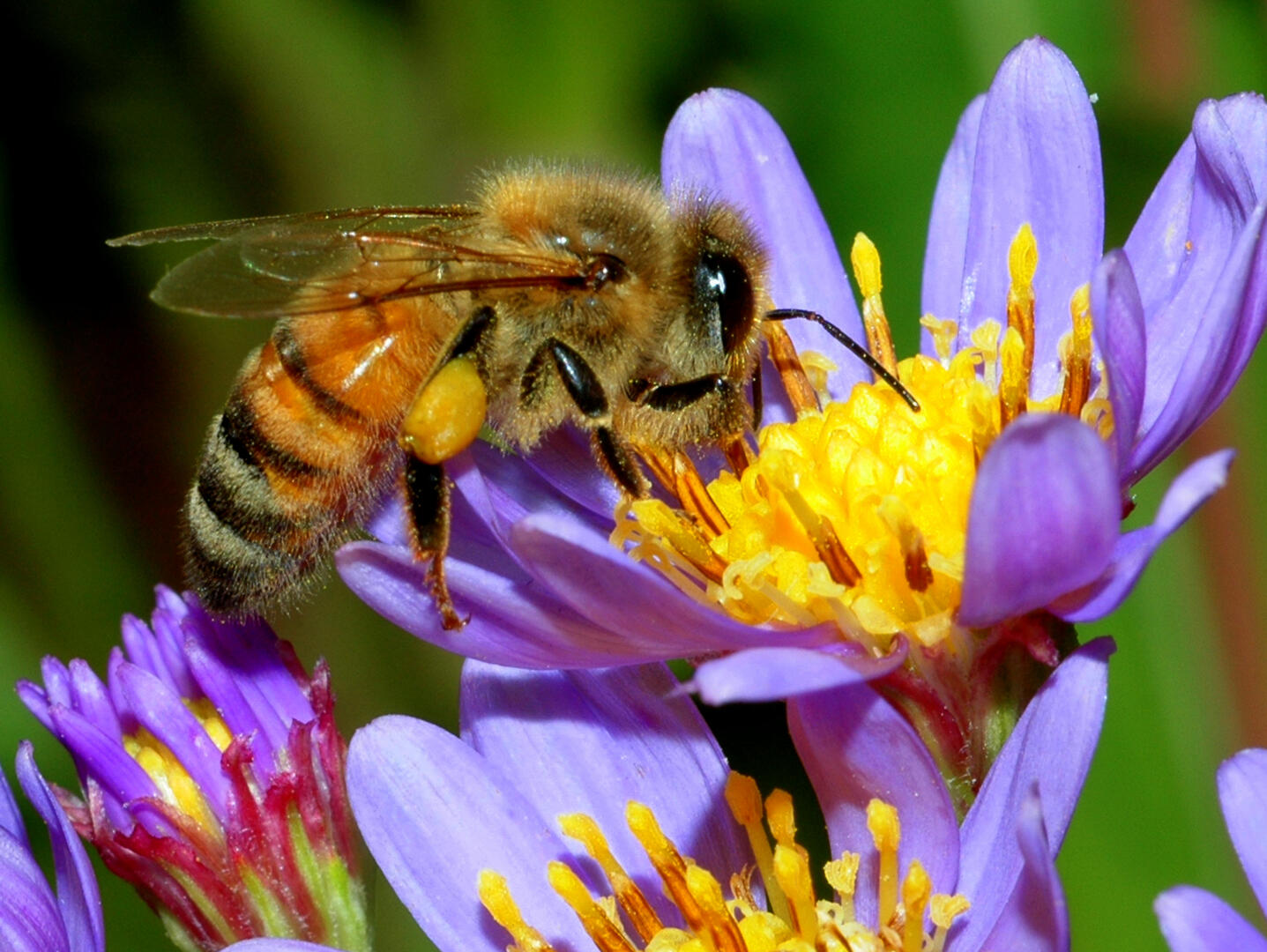 abeille butinant