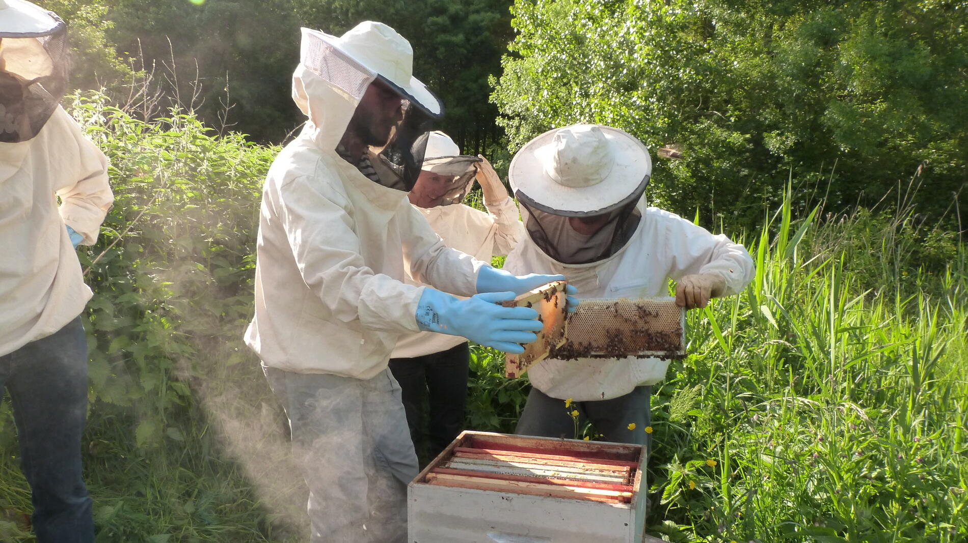 apiculture - Copie