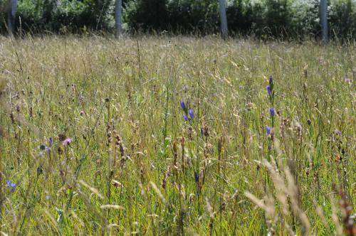 bas-marais_alcalins_de_la_vallee_des_cartes