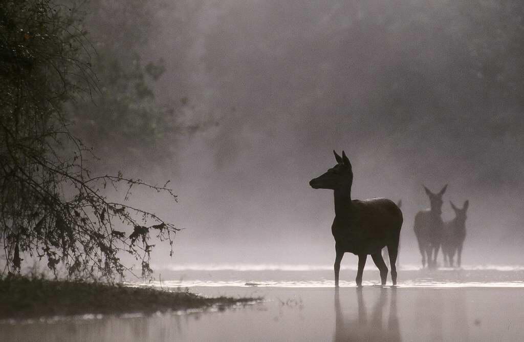 Biche