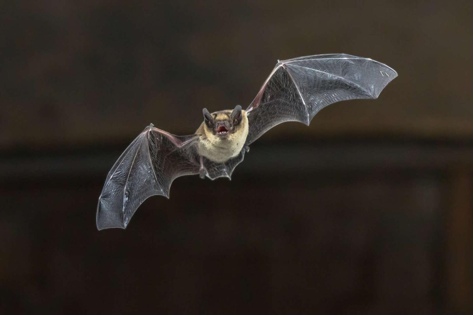 chauve souris