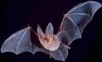 chauve-souris