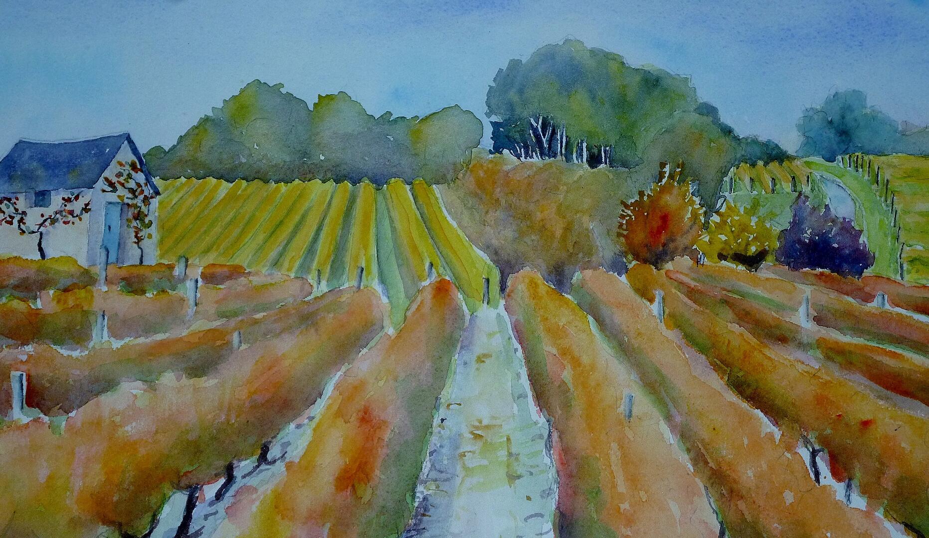croquis aquarelle vigne 4 aout 2016-credit mme guyot