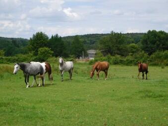 ferme_equestre_des_bleuets_1