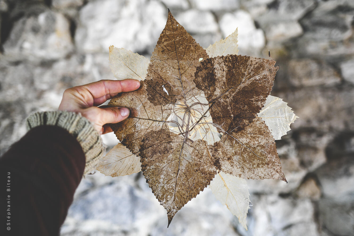 feuilles chataignier