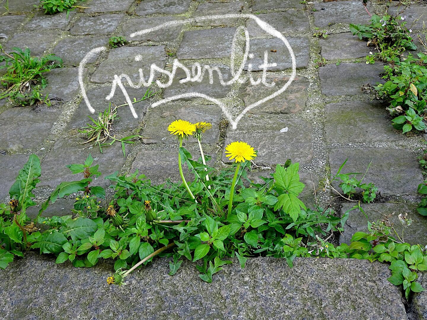 flore des rues