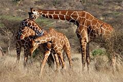 girafes_240