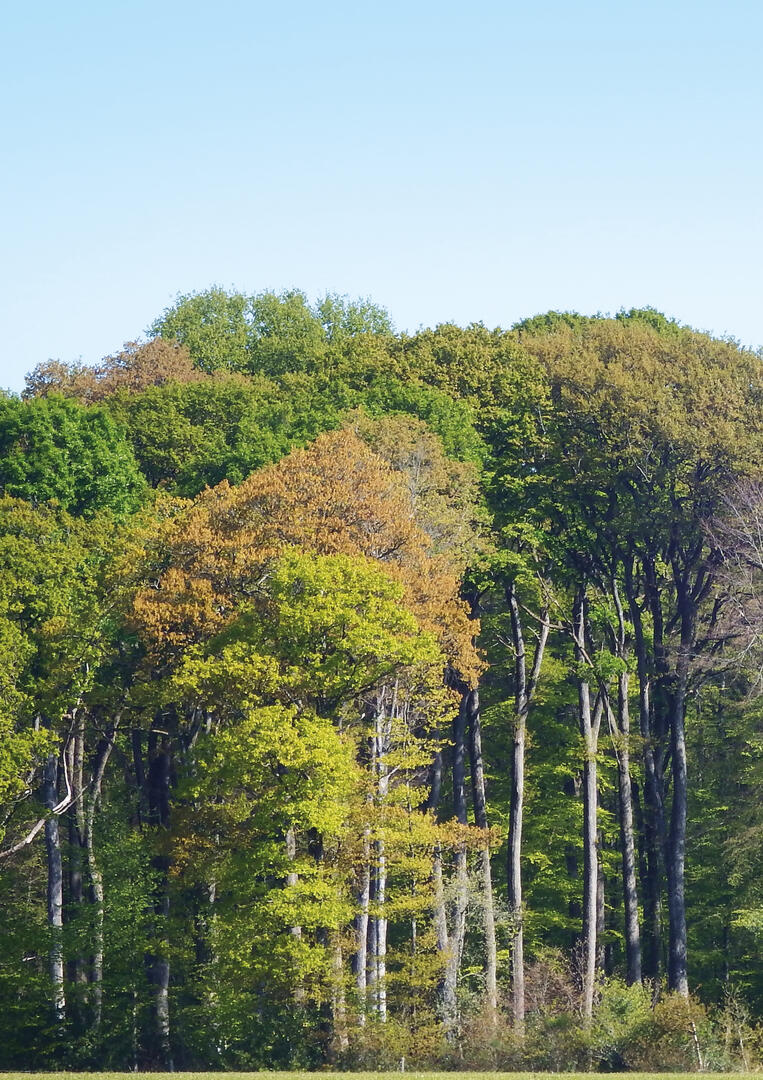 la forêt c'est quoi