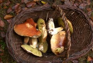 photos champignons