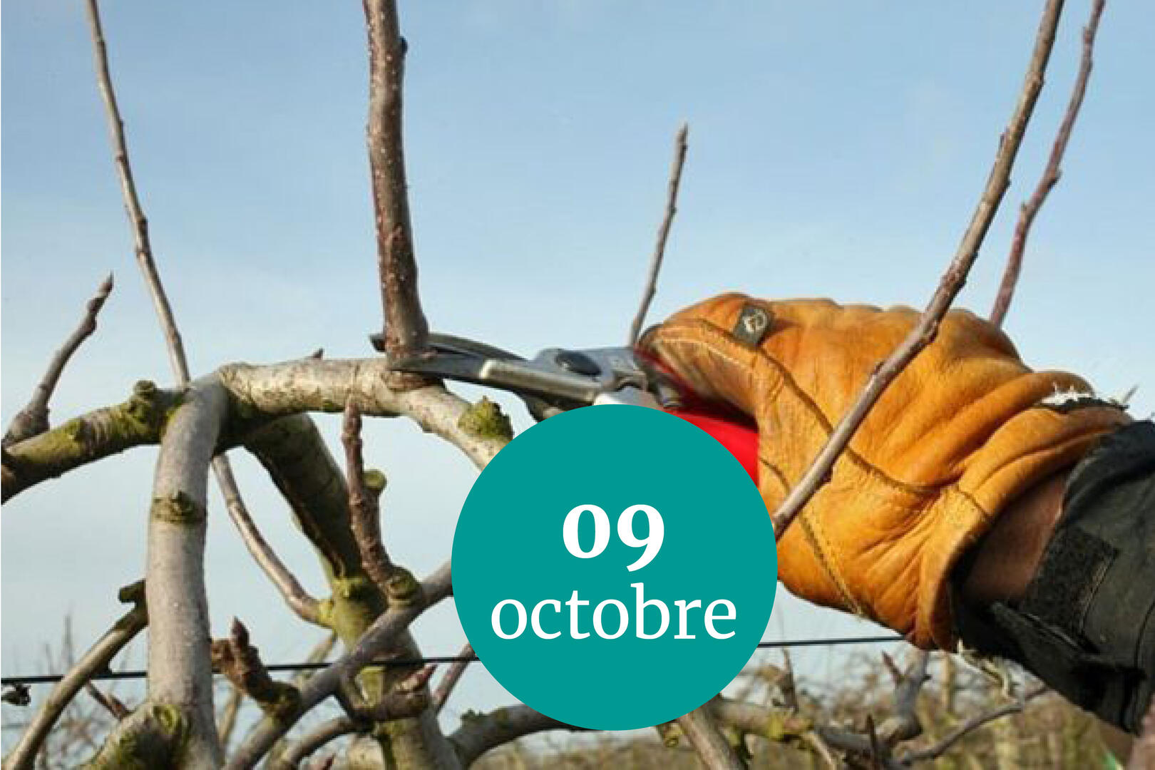 taille-9 oct