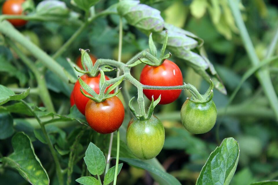 tomates