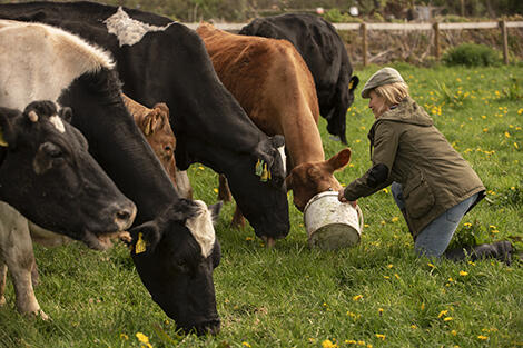 vaches-qui-paissent-autour-de-la-ferme (1)-tetrae-bd