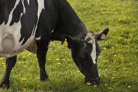 vaches-qui-paissent-autour-de-la-ferme-bazouges-bd