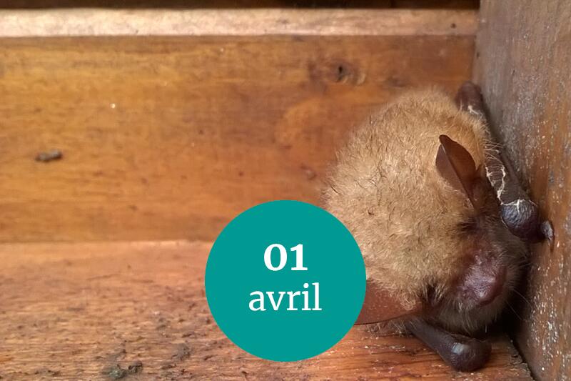 vigie chiros-01-04