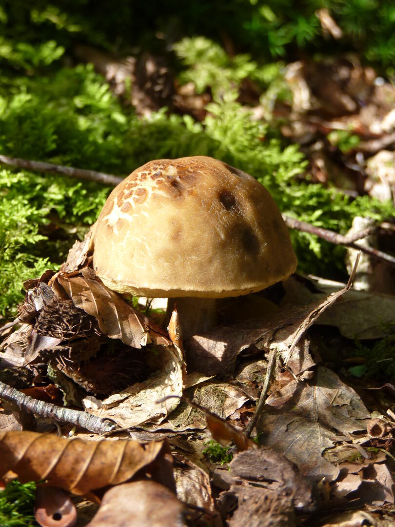 Découverte des champignons avec l'ONF