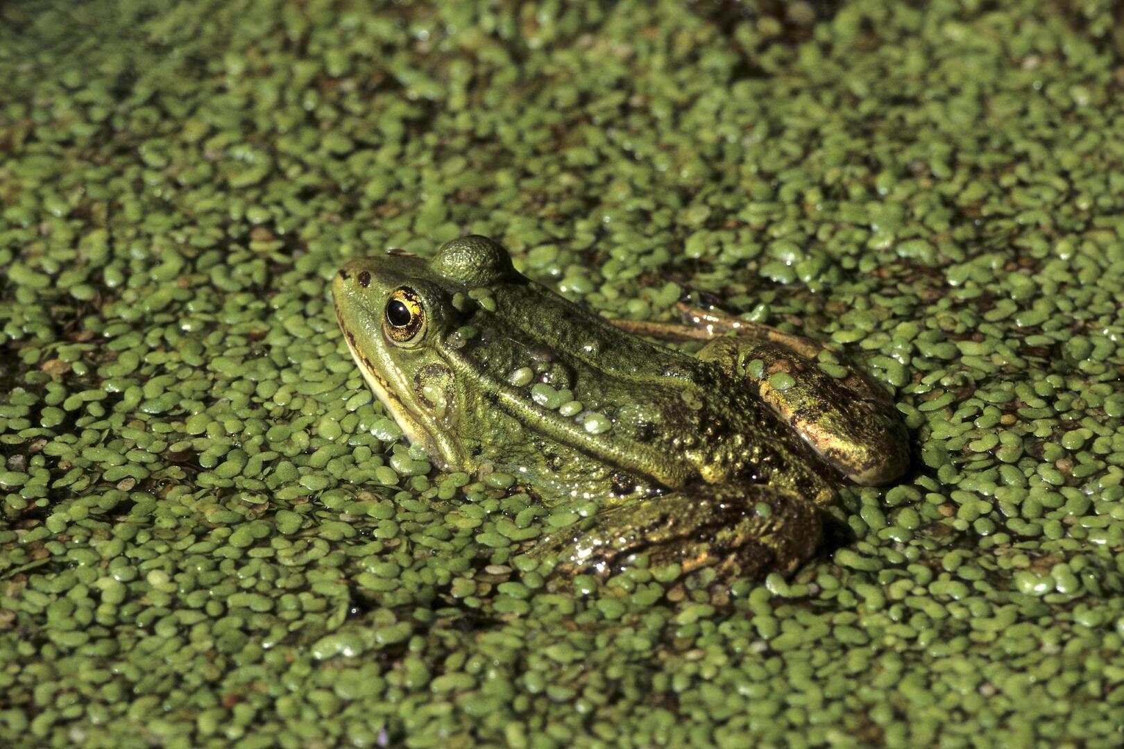 Grenouille verte