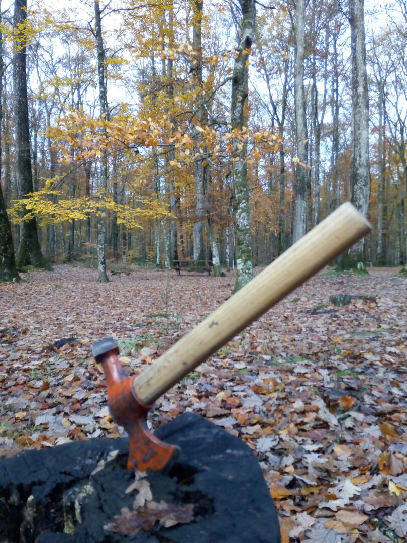 atelier marteloscope