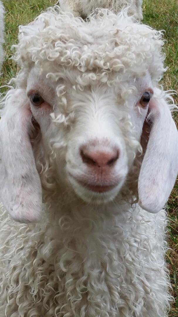 La chèvre Angora