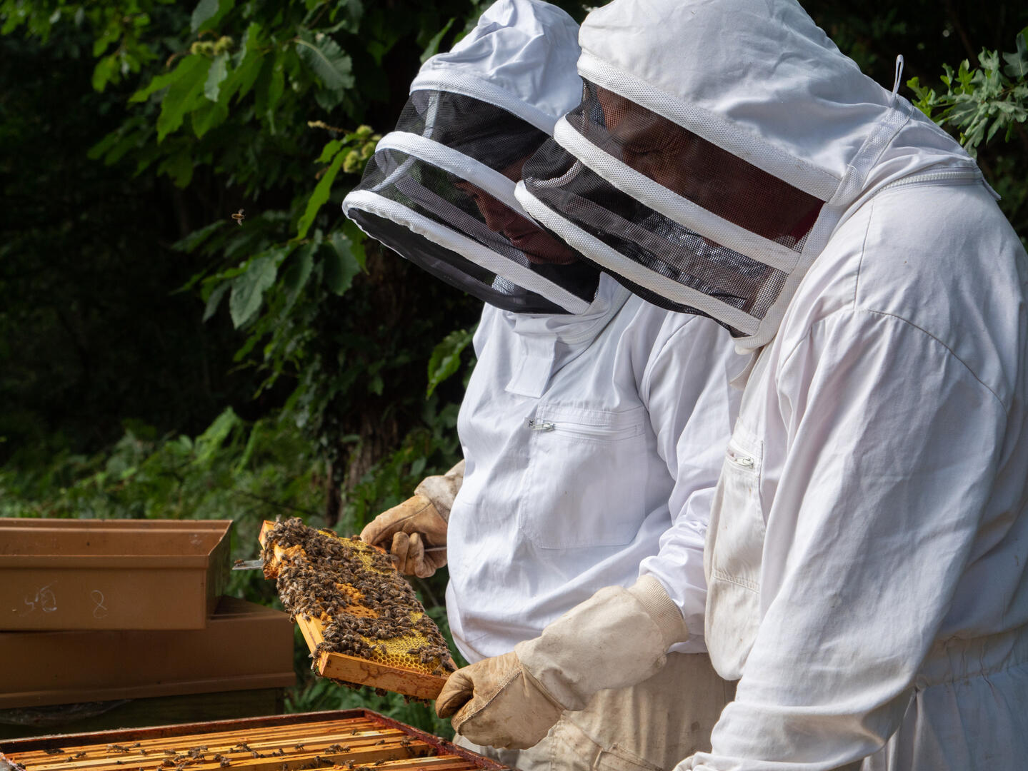 49__angers__anne_gourin__1439__apiculture_49_angers_anne_gourin_1439_apiculture_02